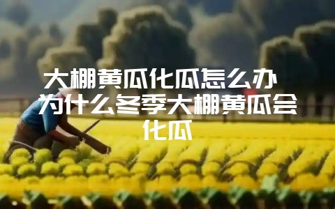 大棚黄瓜化瓜怎么办 为什么冬季大棚黄瓜会化瓜-会东网
