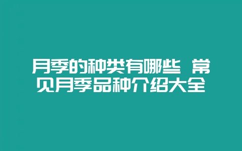月季的种类有哪些 常见月季品种介绍大全-会东网