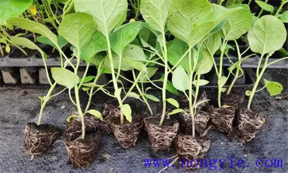 大棚茄子种植管理技术要点有哪些-会东网
