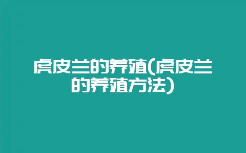 虎皮兰的养殖(虎皮兰的养殖方法)-会东网