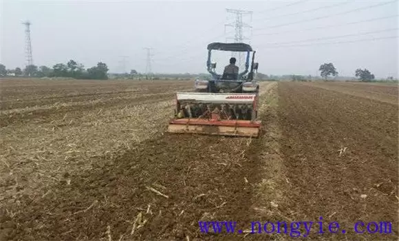 麦茬番茄种植技术:越夏番茄怎样种植效益好-会东网
