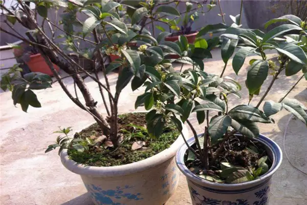 盆栽桂花怎么养殖 桂花盆栽关键技术四大要点-会东网