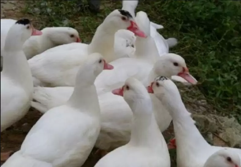 养殖番鸭来挣钱 鸭苗选择是关键 你了解多少 点击进来了解一下-会东网