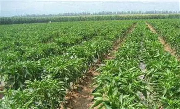 辣椒定植后的管理如何进行-会东网