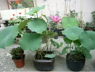 种荷花的方法:盆底先放入3—4厘米厚疏松泥土-会东网