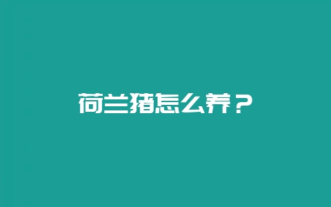 荷兰猪怎么养?-会东网