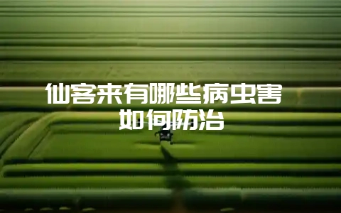 仙客来有哪些病虫害 如何防治-会东网