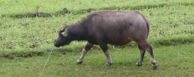 养牛的利润与成本-会东网