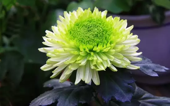 冬天怎么养护和修剪菊花:留根存芽,修剪别留手-会东网