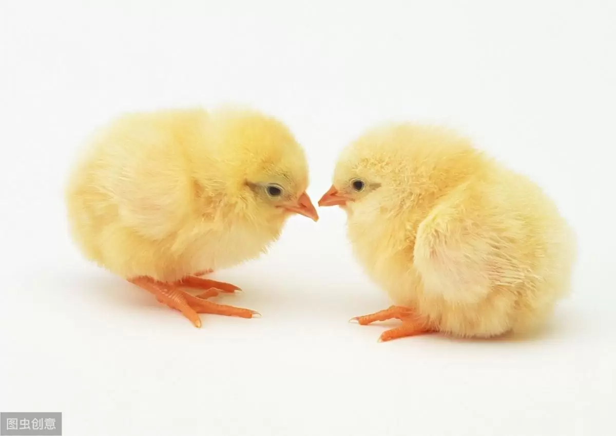 如何快速叛变，鸡群发病的原因-会东网