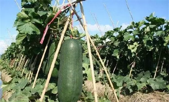 冬瓜种植管理技术的三个要点-会东网