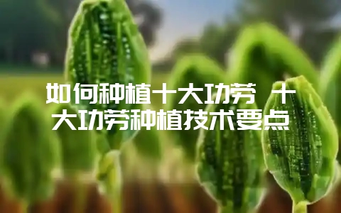 如何种植十大功劳 十大功劳种植技术要点-会东网