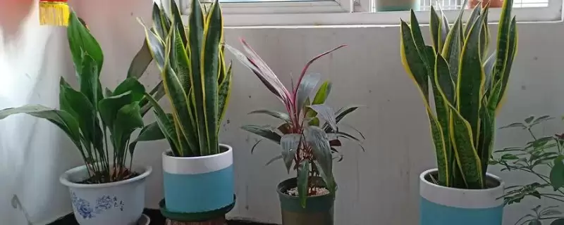 植物过冬方式有哪几种有哪些-会东网