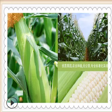 用新玉米的危害，怎么用，用量多少，你知道多少，点击看过来-会东网