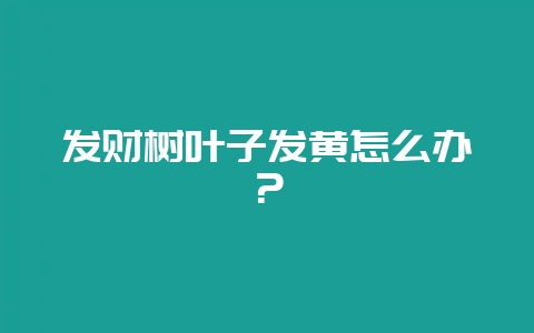 发财树叶子发黄怎么办?-会东网