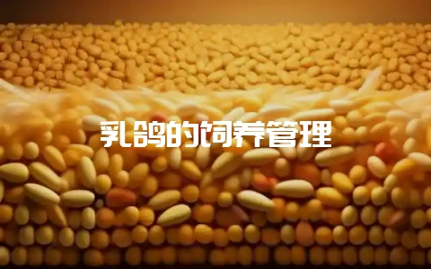乳鸽的饲养管理-会东网