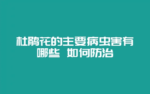 杜鹃花的主要病虫害有哪些 如何防治-会东网