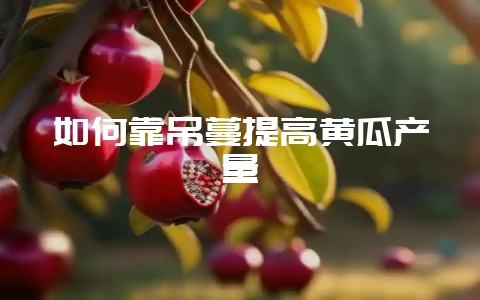如何靠吊蔓提高黄瓜产量-会东网