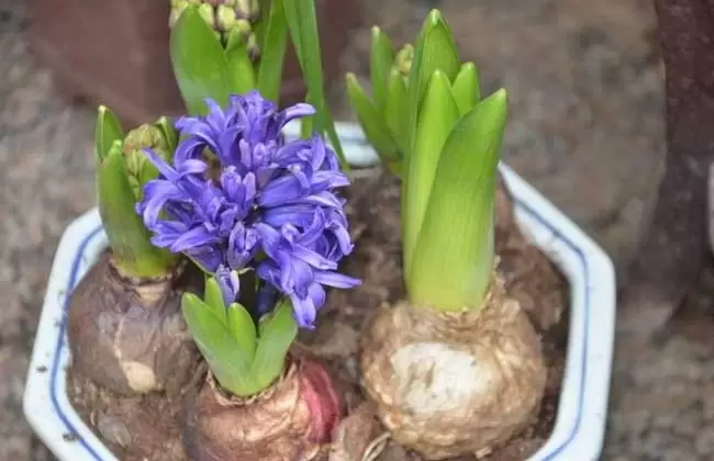 风信子种球如何种？-会东网