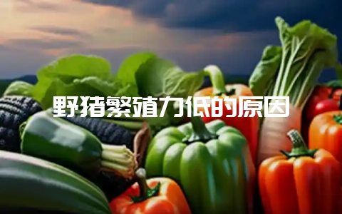 野猪繁殖力低的原因-会东网