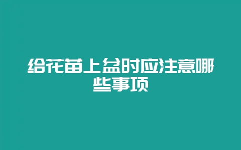 给花苗上盆时应注意哪些事项-会东网