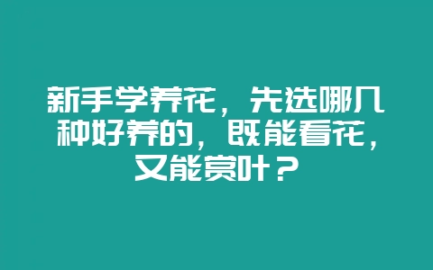 新手学养花，先选哪几种好养的，既能看花，又能赏叶？-会东网