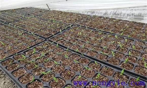 樱桃番茄种植技术要点与主要步骤-会东网
