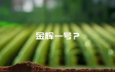 金辉一号？-会东网