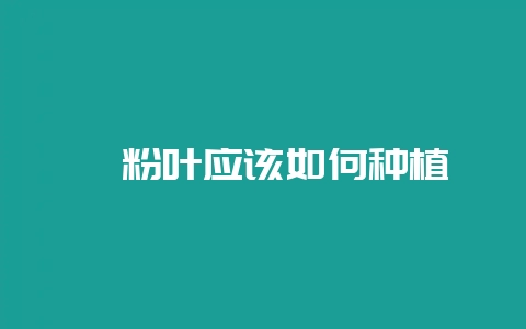黛粉叶应该如何种植-会东网