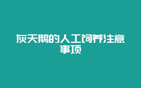 灰天鹅的人工饲养注意事项-会东网