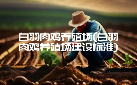 白羽肉鸡养殖场(白羽肉鸡养殖场建设标准)-会东网