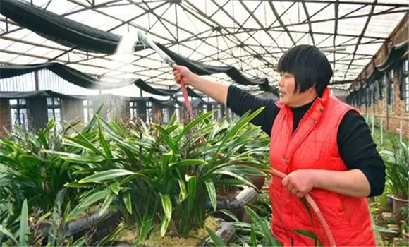 兰花浇水方法及其注意事项-会东网