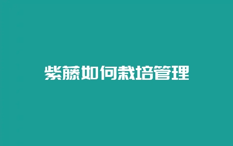 紫藤如何栽培管理-会东网