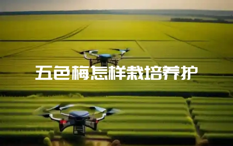 五色梅怎样栽培养护-会东网