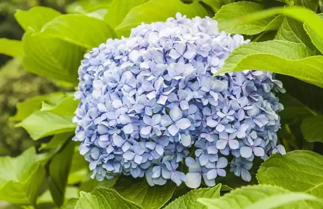 绣球花为什么不开花?-会东网