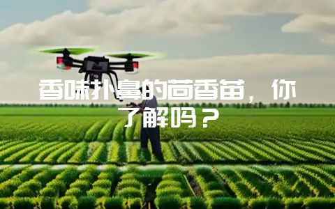 香味扑鼻的茴香苗，你了解吗？-会东网