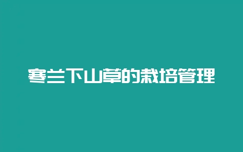 寒兰下山草的栽培管理-会东网
