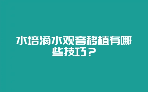 水培滴水观音移植有哪些技巧？-会东网