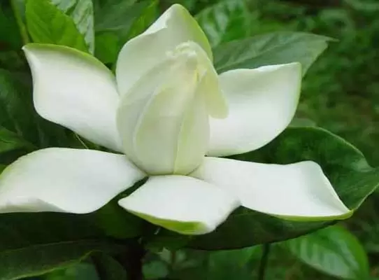 栀子花-有关栀子花的资料-会东网