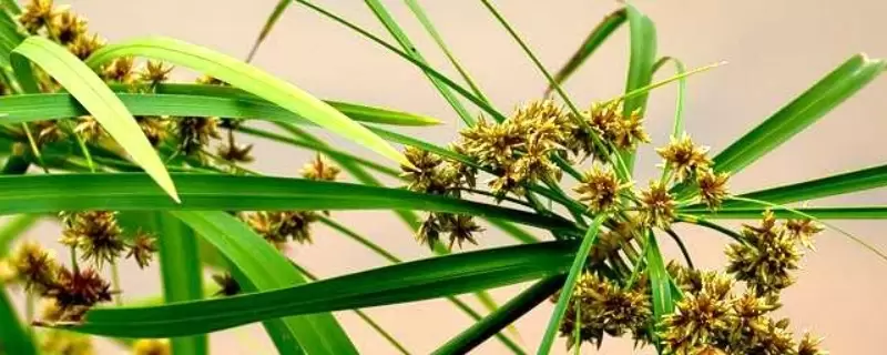 台湾竹的养殖方法和注意事项-会东网