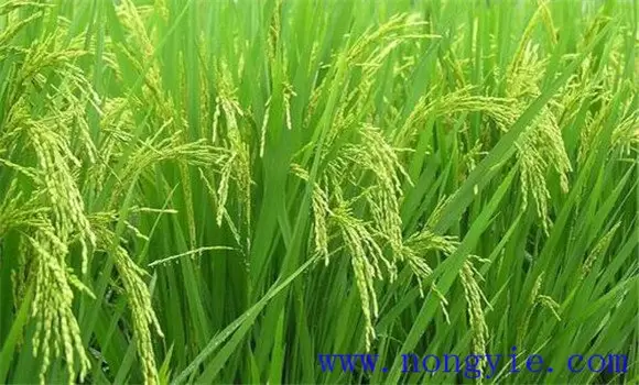 水稻颖壳张开、不灌浆原因是什么,如何解决?-会东网