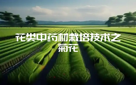 花类中药材栽培技术之菊花-会东网