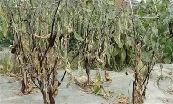茄子黄萎病的发病原因 如何防治茄子黄萎病-会东网