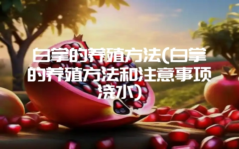 白掌的养殖方法(白掌的养殖方法和注意事项浇水)-会东网