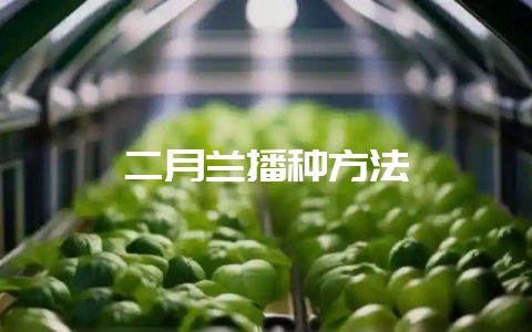 二月兰播种方法-会东网