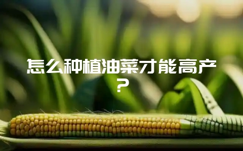 怎么种植油菜才能高产？-会东网