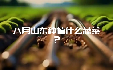 八月山东种植什么蔬菜？-会东网