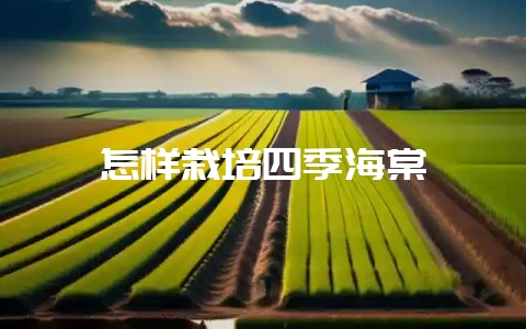 怎样栽培四季海棠-会东网
