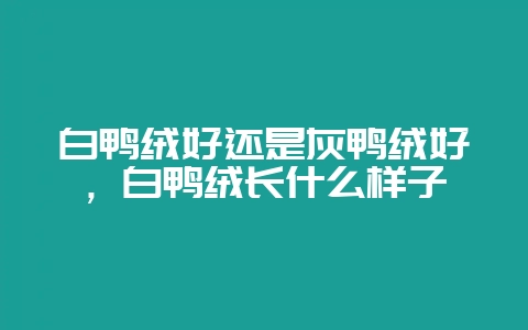 白鸭绒好还是灰鸭绒好，白鸭绒长什么样子-会东网