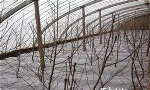 桃树怎么修剪 桃树修剪需要掌握的几个关键技术-会东网